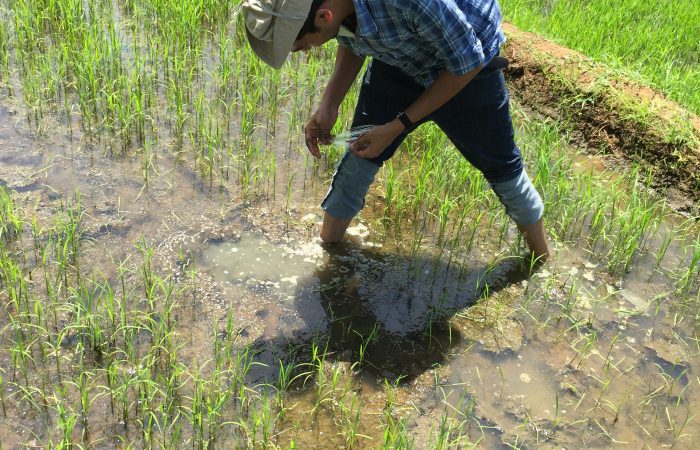 Sudeera placing samplers in rice paddies